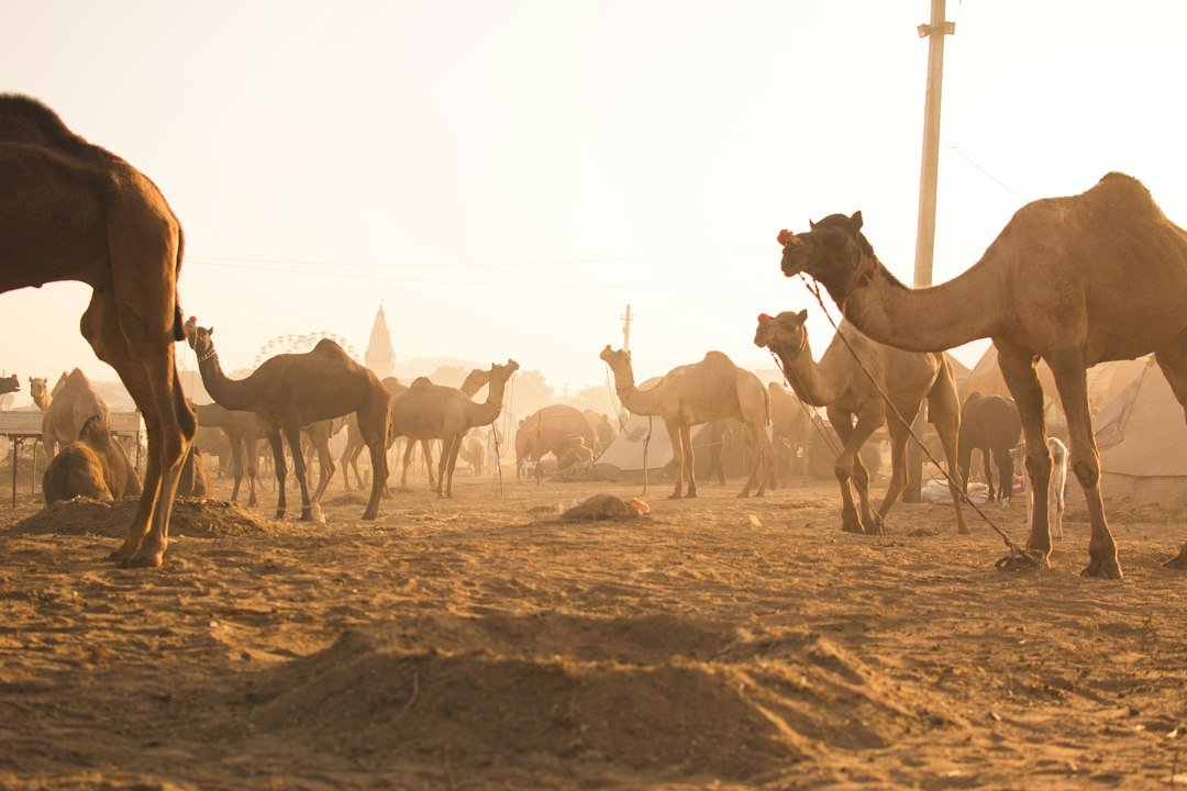 Camels in a Rajasthan desert landscape for the Pushkar Camel Fair 2026 travel guide